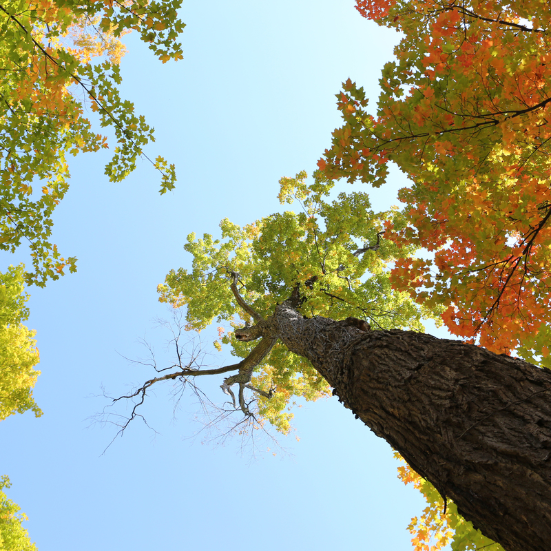 2014 10 life of pix free stock photos trees autumn leaves sky leeroy