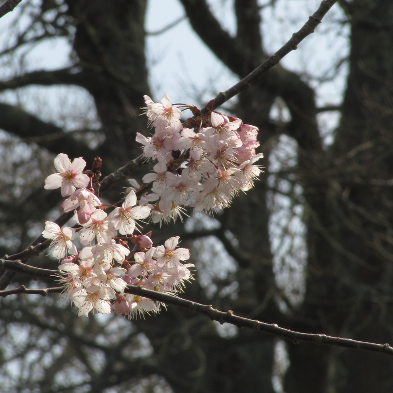 Fleurs arbre1