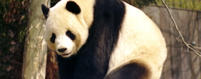 Giant panda 2004 03 2