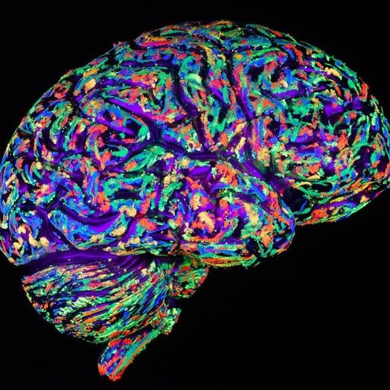 Cerebro