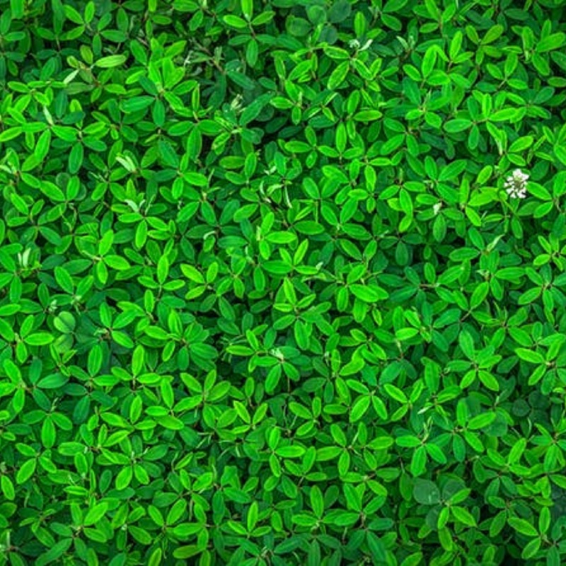 Leaf nature green spring 122429