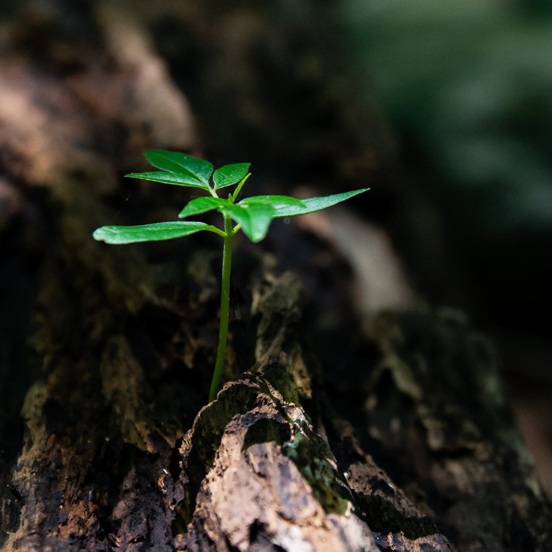 Pexels photo 1151418
