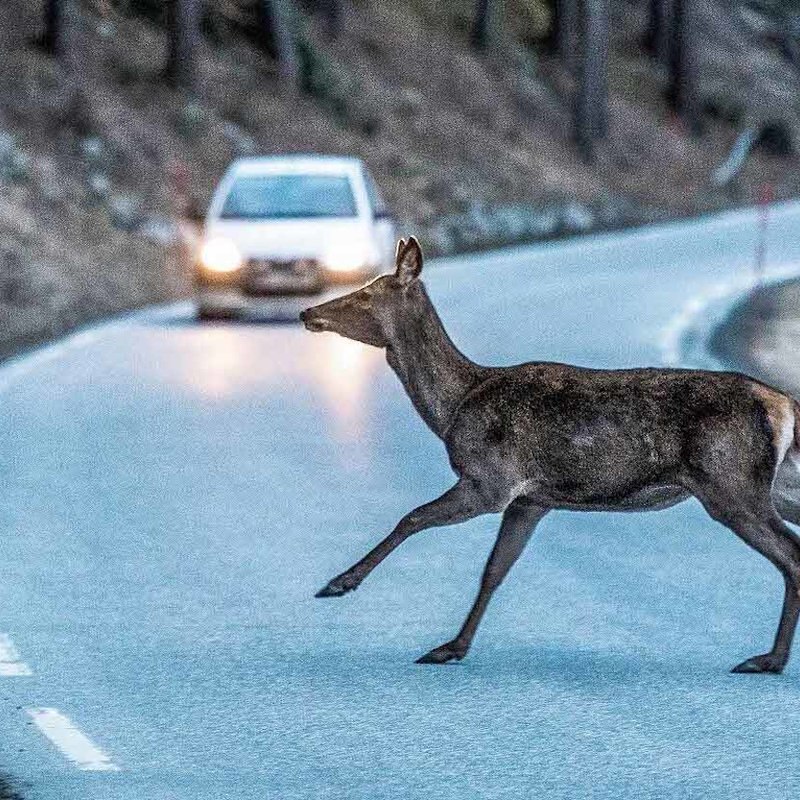 Deer flees from a car adobestock 333942504 image press  small
