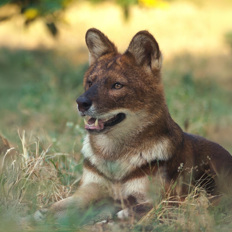 Wild dog
